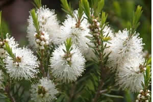 O que é óleo de malaleuca, e para que serve?