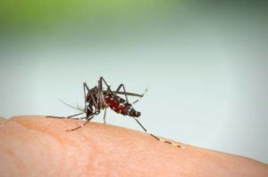 Febre amarela: sintomas, prevenção e cuidados em Sorocaba